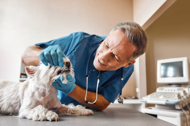Best Emergency Gum Treatment in Batesville, TX